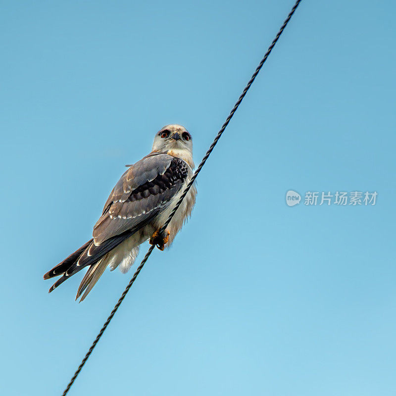 小黑肩鸢(Elanus axillaris)